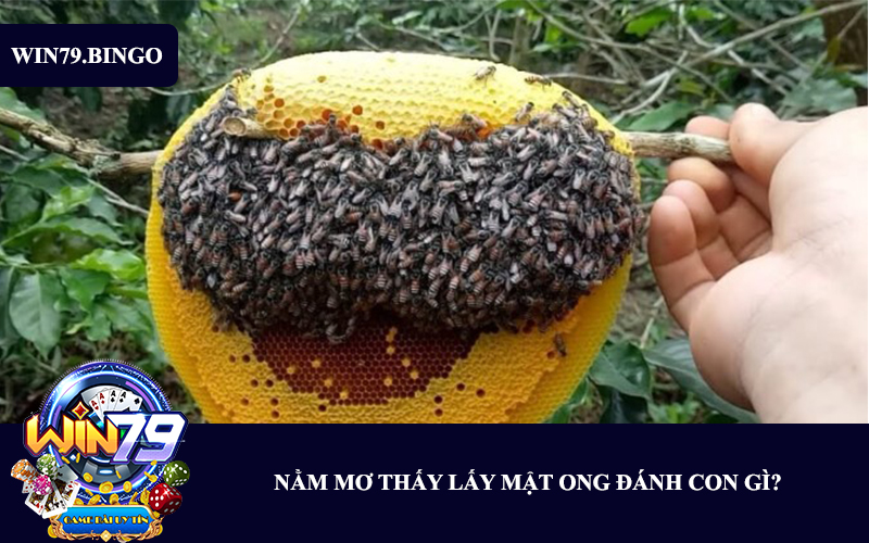 nam-mo-thay-lay-mat-ong-danh-con-gi-2