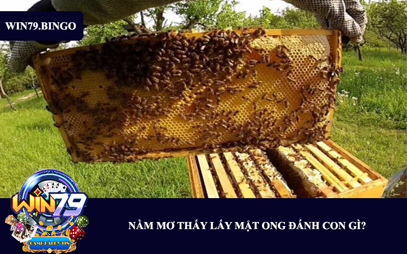 nam-mo-thay-lay-mat-ong-danh-con-gi-3